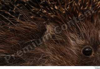 Hedgehog - Erinaceus europaeus  3 ear eye 0002.jpg